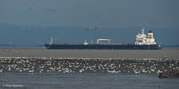 Snow geese and ship