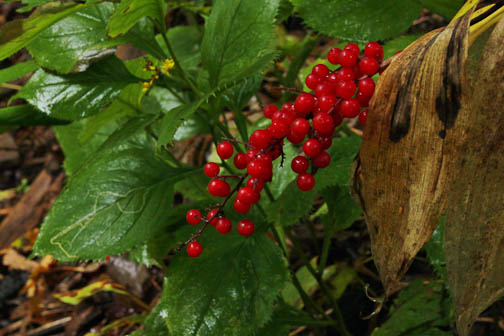 Berries