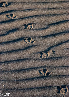 tracks in sand dunes