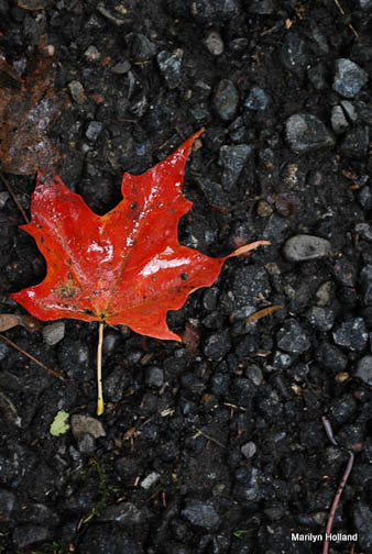 red leaf