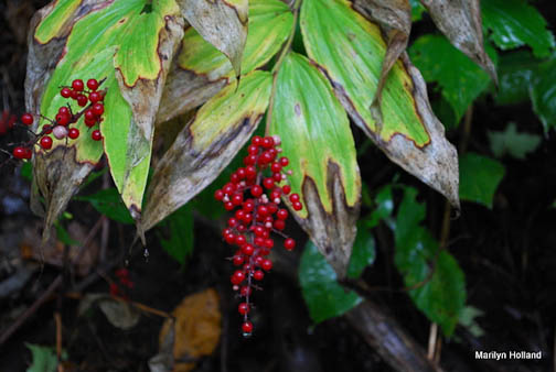 berries