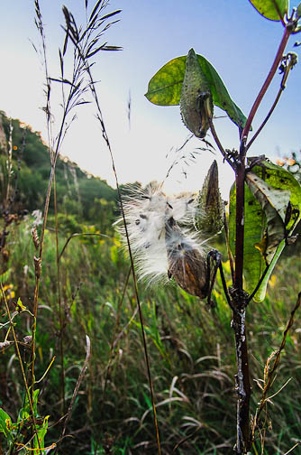 Milkweed