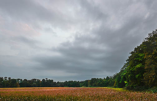 marsh sky