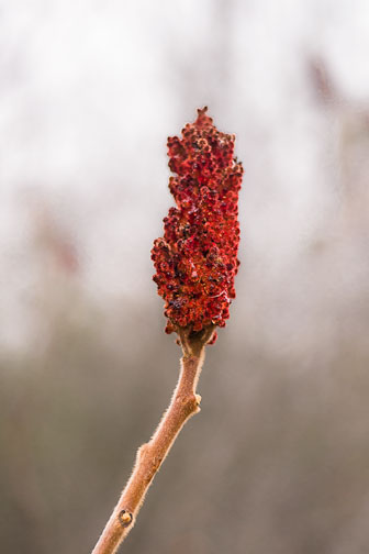 sumac