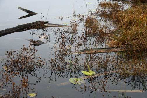 marsh water