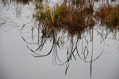 marsh grass