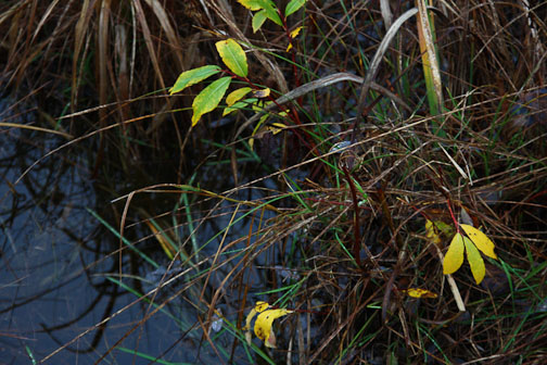 marsh plants