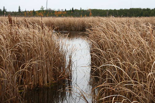 marsh reeds