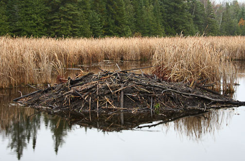 beaver hut