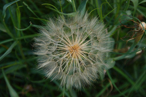 flower seeds