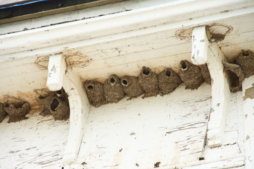 swallow nests
