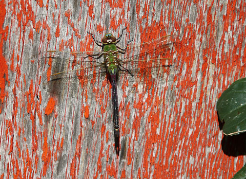 dragonfly