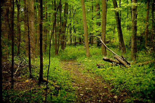 woodland trail