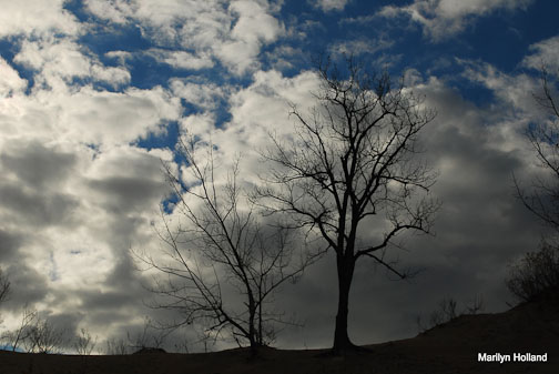 tree sky