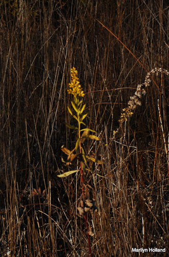 goldenrod