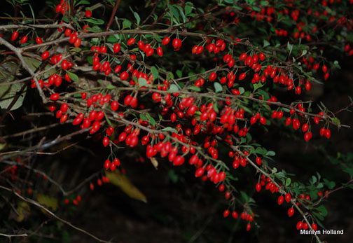 Sandbanks berries