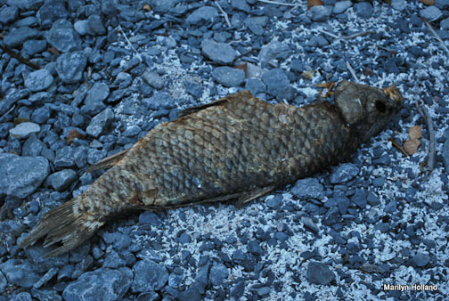 dead carp