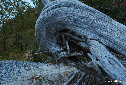 driftwood