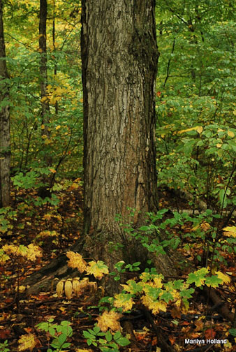 autumn maple