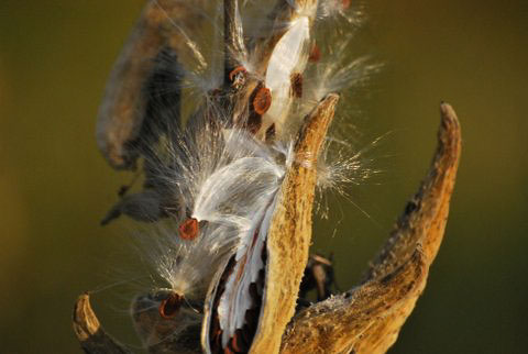 milkweed seeds