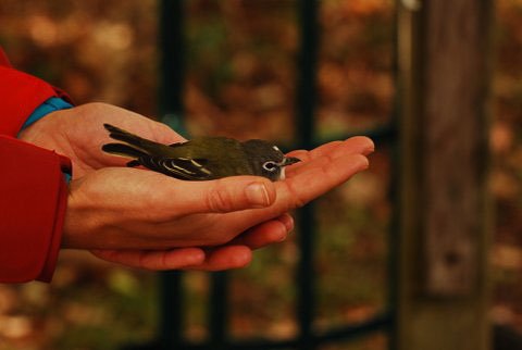 bird banding