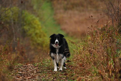 border collie