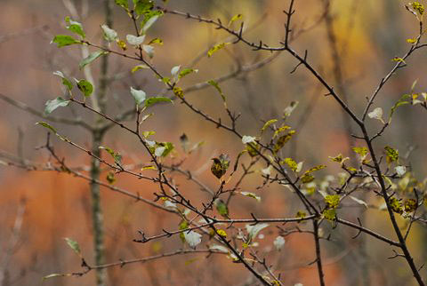 branches