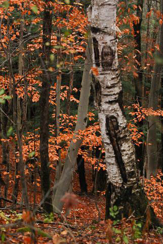 birch and beech