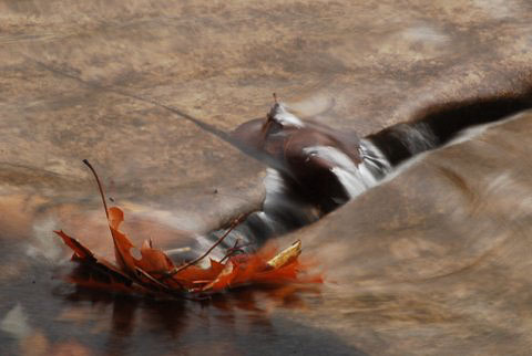 leaf water