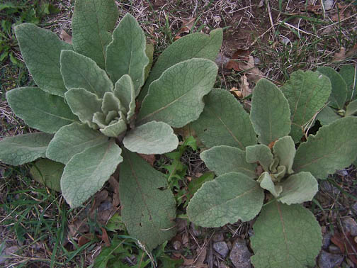 mullein