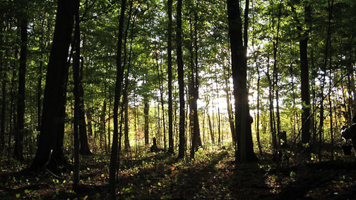 Dark woods