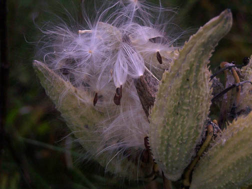 Milkweed