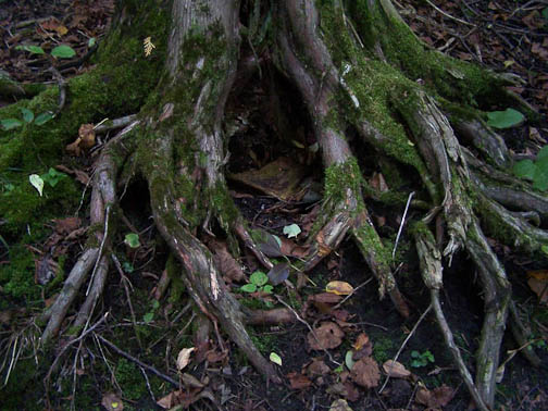 tree roots