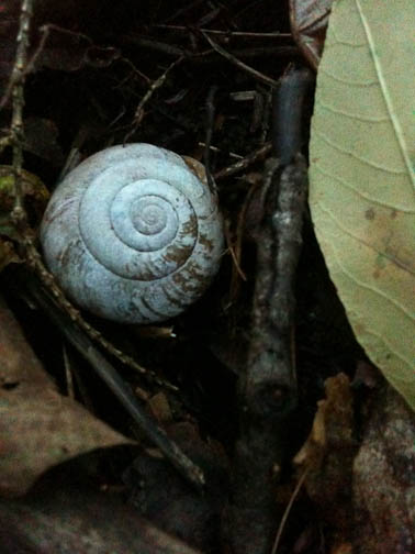 snail